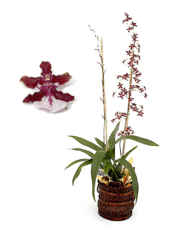 Growing Orchids: Oncidium