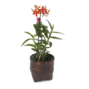 How To Care For Orchids