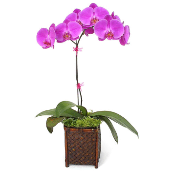 Growing Orchids for Beginners: Pink Phalaenopsis