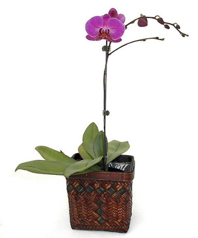 How To Grow Orchids: Pink Phalaenopsis