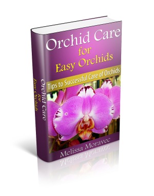 Orchid Care for Easy Orchids