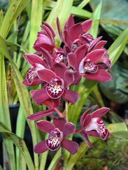 Brown Cymbidium Orchid Plants