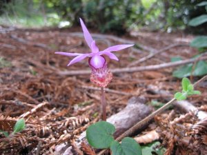 Terrestrial Orchid