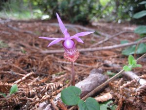 Terrestrial Orchid