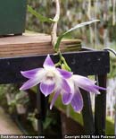 Dendrobium Orchid Care