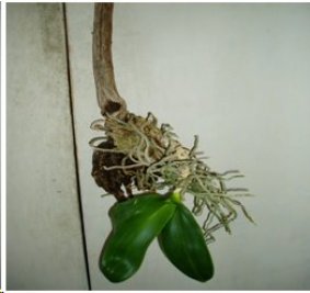 Orchid On A Stick: Epiphyte Phalaenopsis