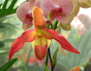 Orchid Myths: Gems Of The Orchid World