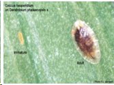 Scale Insects