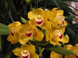 Fall Orchid Tips: Cymbidium