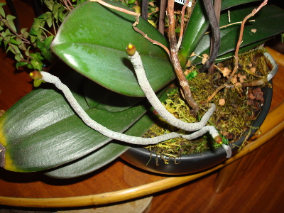 Phalaenopsis Have Too Many Aerial Roots