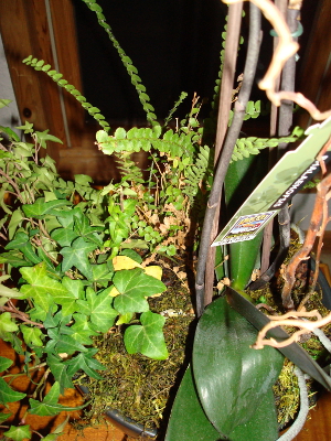 Ivy & Fern in Same Pot