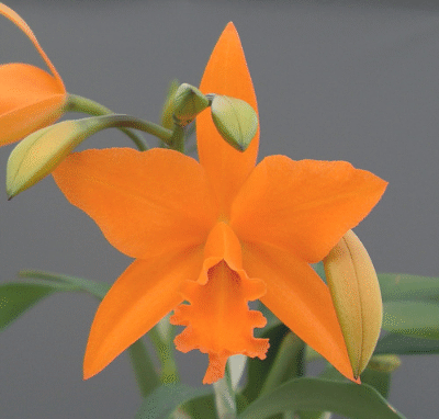 Cattleya Orchid Care for a Beautiful Orange Cattleya