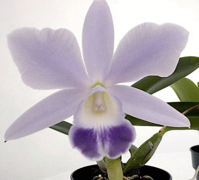 Purple Cattleya Orchid Plant