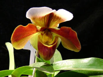 Growing Orchids: Beautiful Paphiopedilum