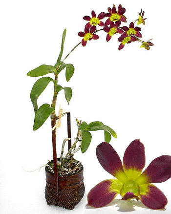 Dendrobium Orchid