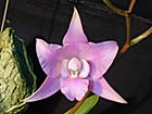 Laelia Orchid