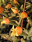pretty orchid