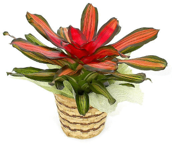 Variagated Bromeliad