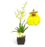 Oncidium Dancing Lady