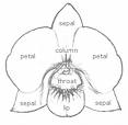 orchid diagram