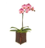Fall Orchid Tips: Phalaenopsis
