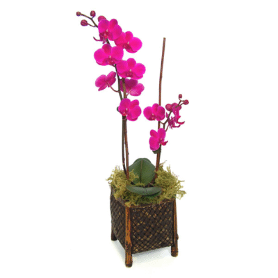 What are the requirements for growing orchids indoors?