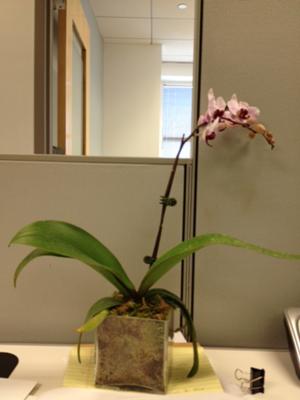 Beautiful Pink Phalaenopsis Valentine's Day Orchid