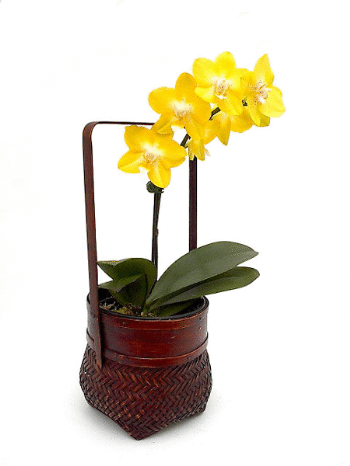 Yellow Phalaenopsis