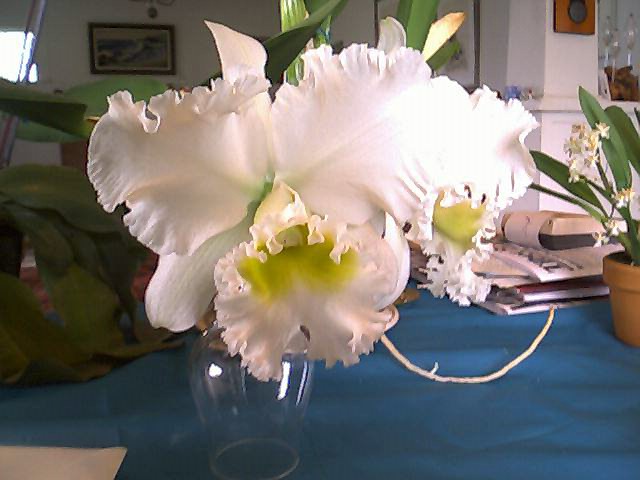 Huge and Fragrant Cattleya