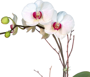 Orchid Care
