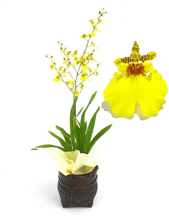 How To Grow Orchids: Oncidium