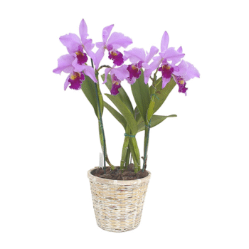 Sympodial Cattleya orchids