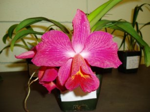 Cattleya Orchid Care Questions