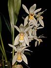 Beautiful Coelogyne Orchid