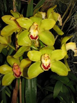 Green Cymbidium Orchid Plants