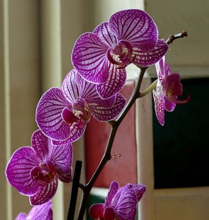 Striped Phal