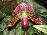 Fall Orchid Tips: Stunning Papiopedilum