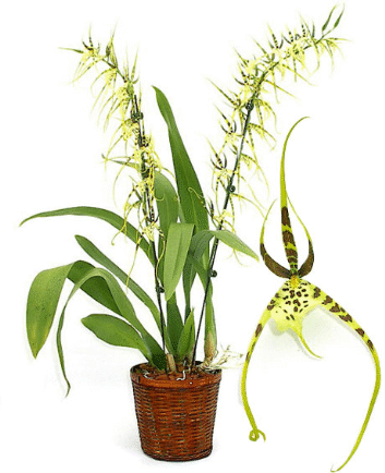 Brassia Orchid Plant
