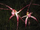 Brassia Orchid Plant