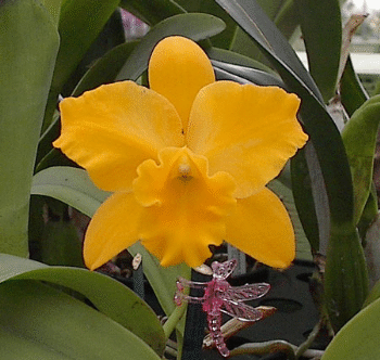 Cattleya Orchid Plant