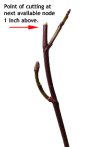 Where to Prune Orchid Spike