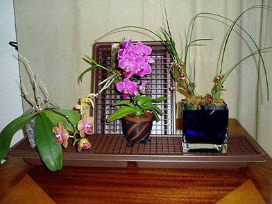 Orchids As House Plants On A Humidity Tray