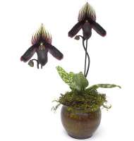 Maroon Colored Paphiopedilum