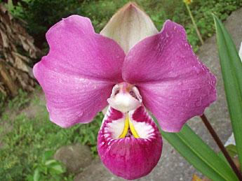 picture of orchid